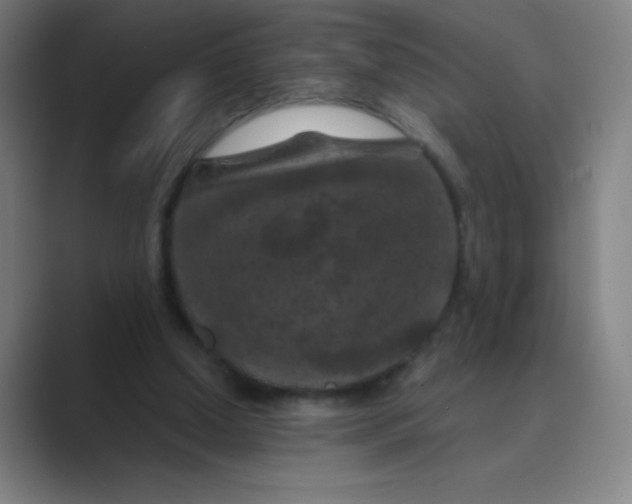 X0000088690250200706282008