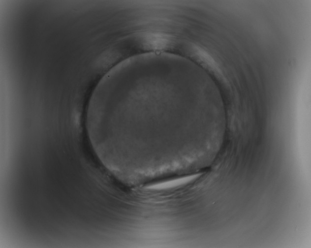 X0000088690258200706282008