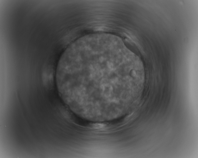 X0000088690265200706282008