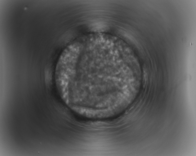 X0000088690268200706282008