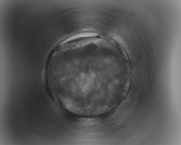 X0000088690297200706282008