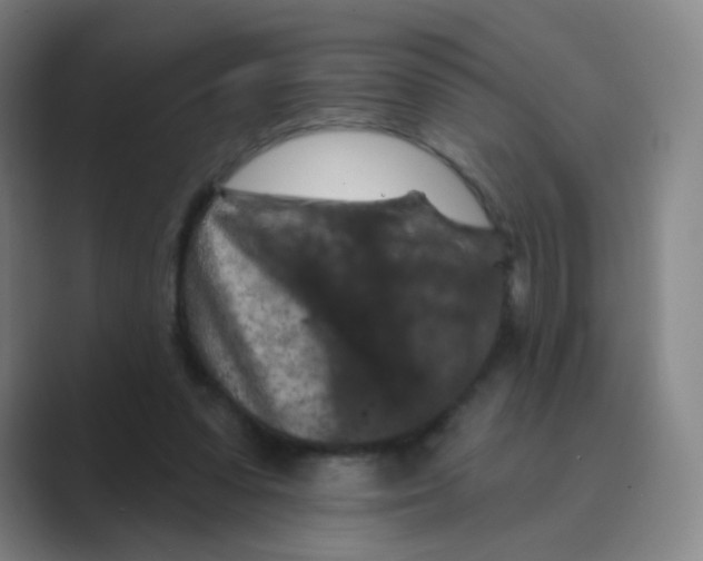 X0000088690303200706282008