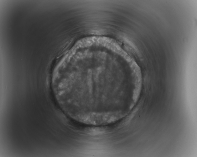 X0000088690305200706282008