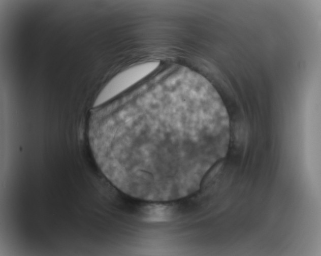 X0000088690326200706282007