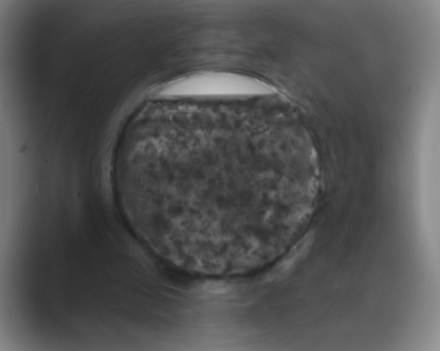 X0000088690341200706282007