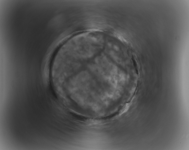 X0000088690343200706282007