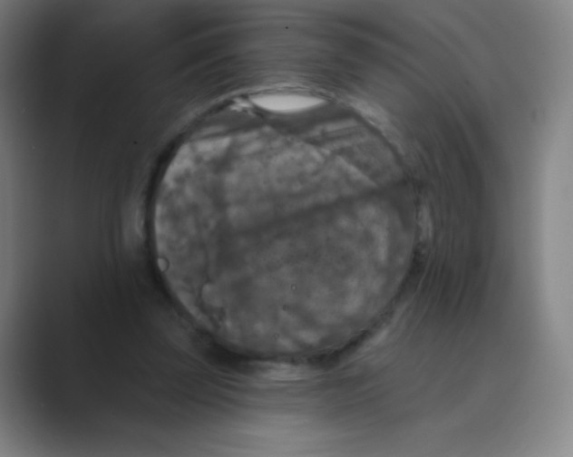 X0000088690347200706282007