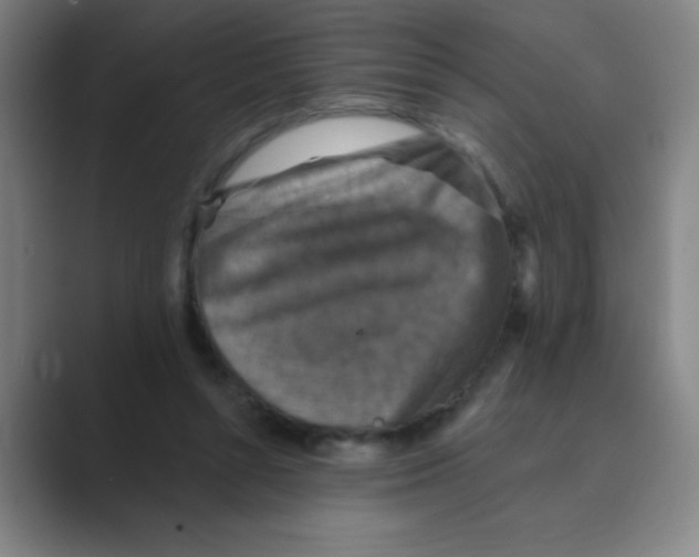 X0000088690352200706282007