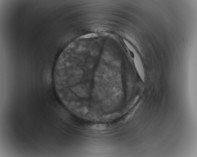 X0000088690353200706282007