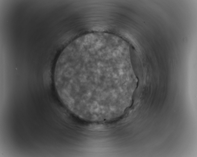 X0000088690354200706282007