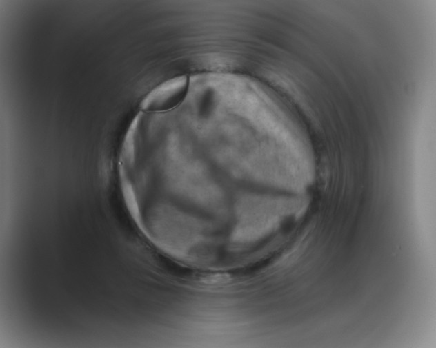 X0000088690355200706282007