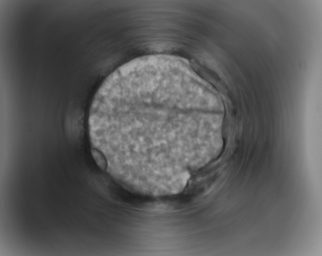 X0000088690356200706282007