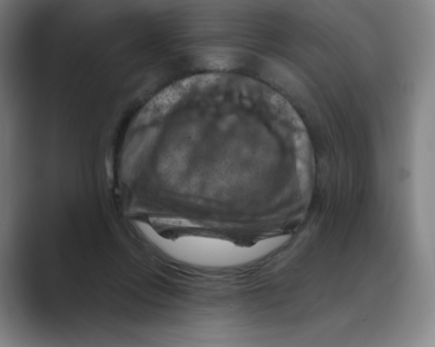 X0000088690358200706282007