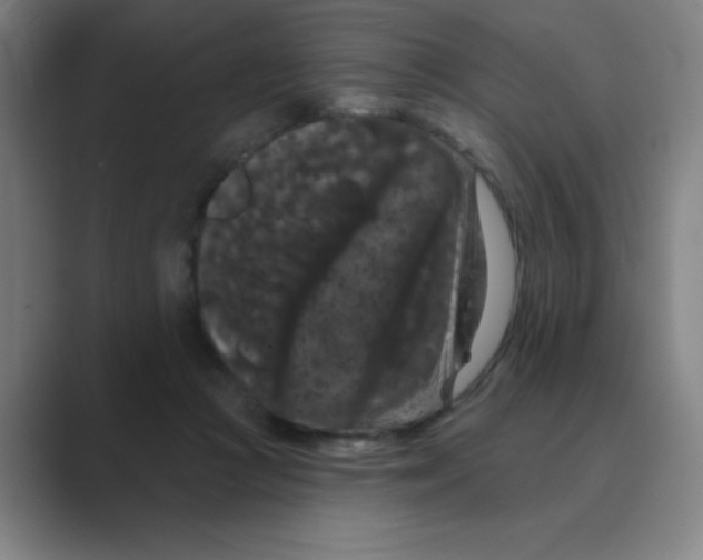 X0000088690361200706282007