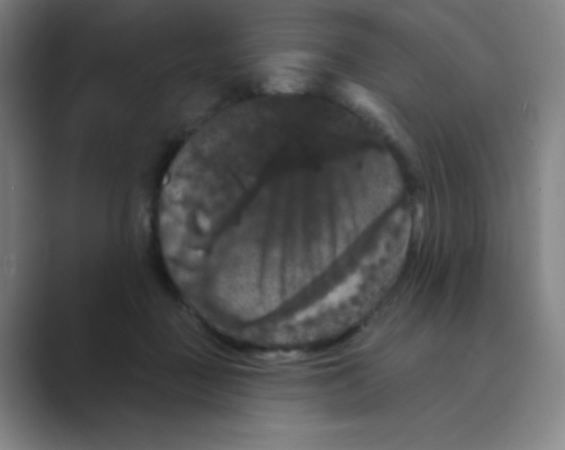 X0000088690363200706282007