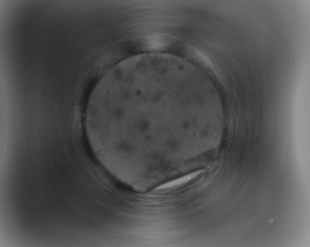 X0000088690366200706282007