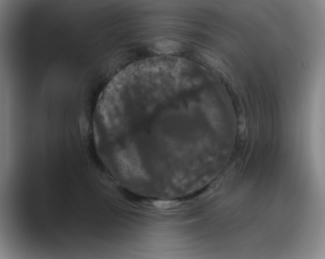 X0000088690371200706282007