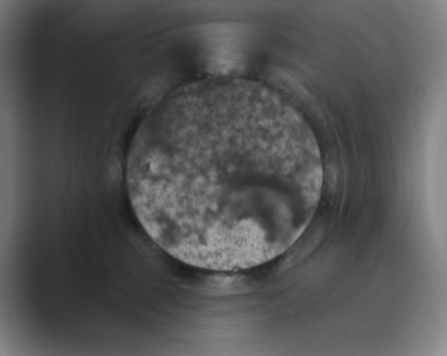 X0000088690375200706282007