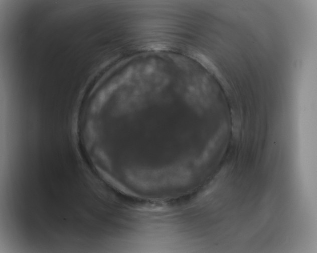 X0000088690386200706282007