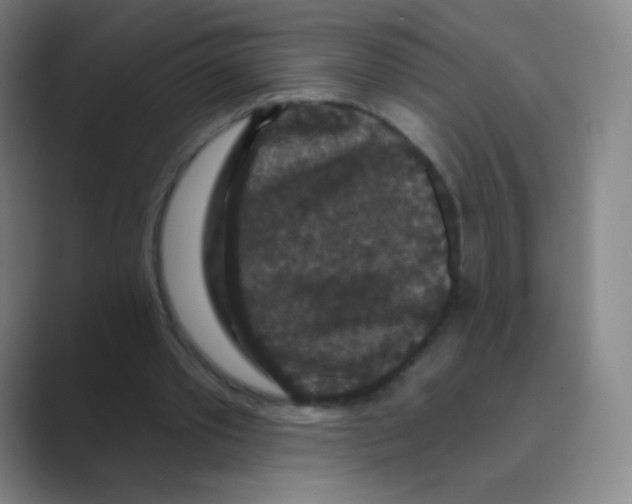 X0000088690389200706282007