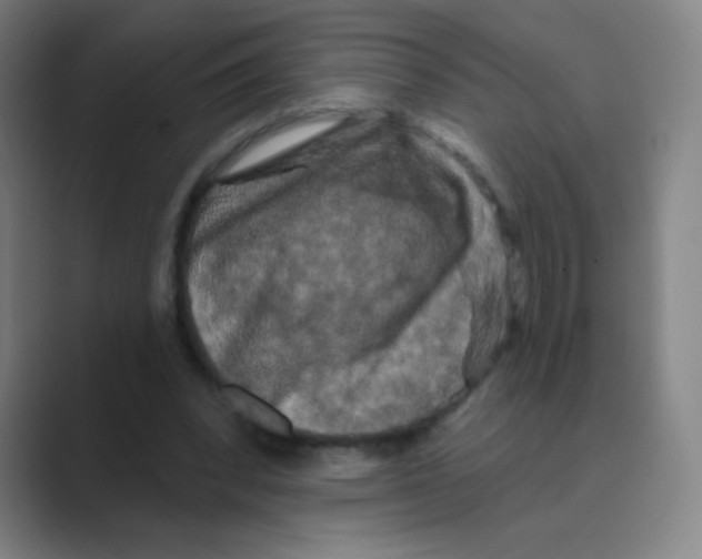 X0000088690392200706282007