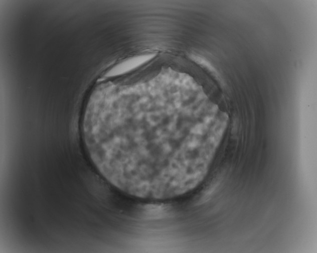 X0000088690394200706282007