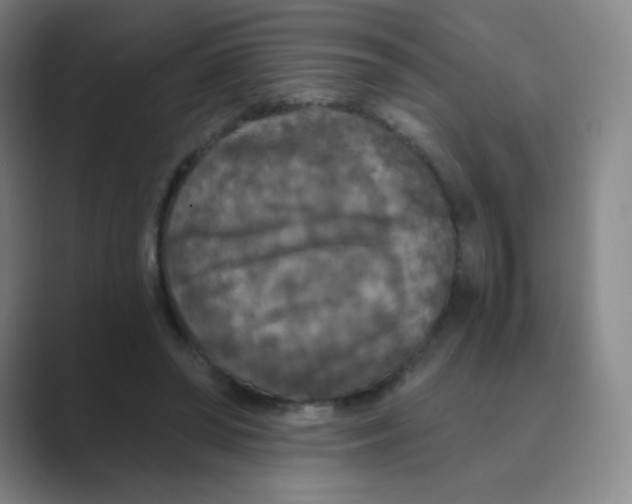 X0000088690398200706282007