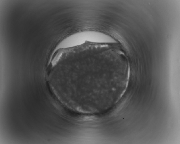 X0000088690401200706282006