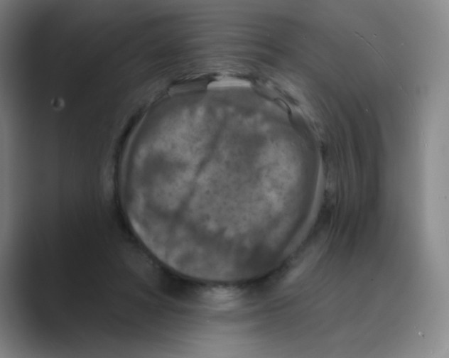 X0000088690402200706282006