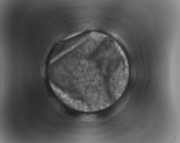 X0000088690403200706282006