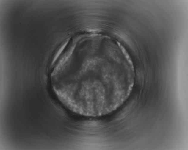 X0000088690404200706282006