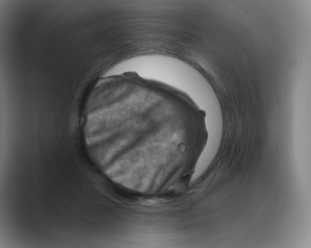 X0000088690407200706282006