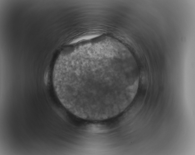 X0000088690408200706282006