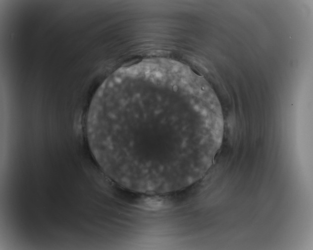 X0000088690423200706282006