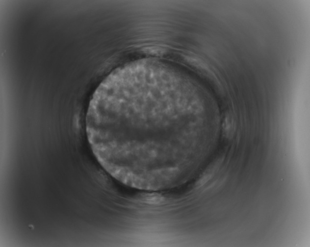 X0000088690424200706282006