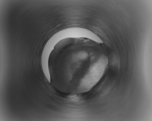 X0000088690425200706282006