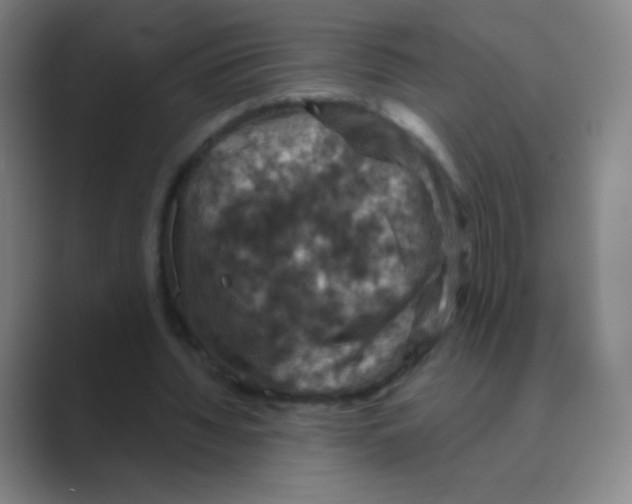 X0000088690436200706282006