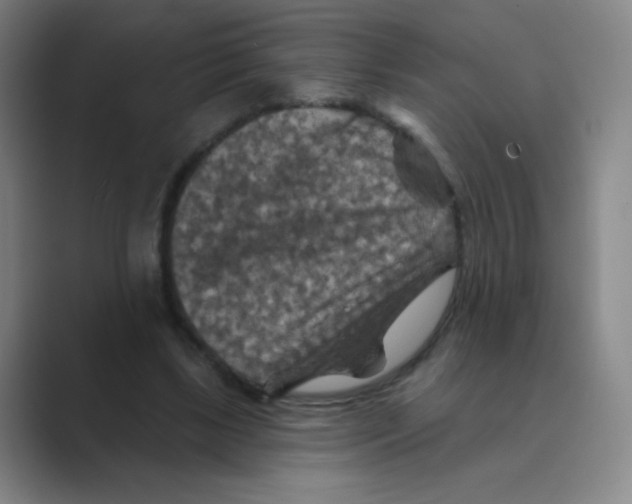 X0000088690443200706282006