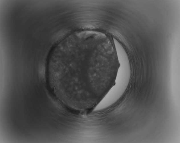 X0000088690444200706282006