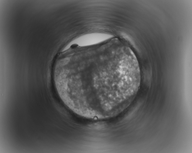 X0000088690447200706282006