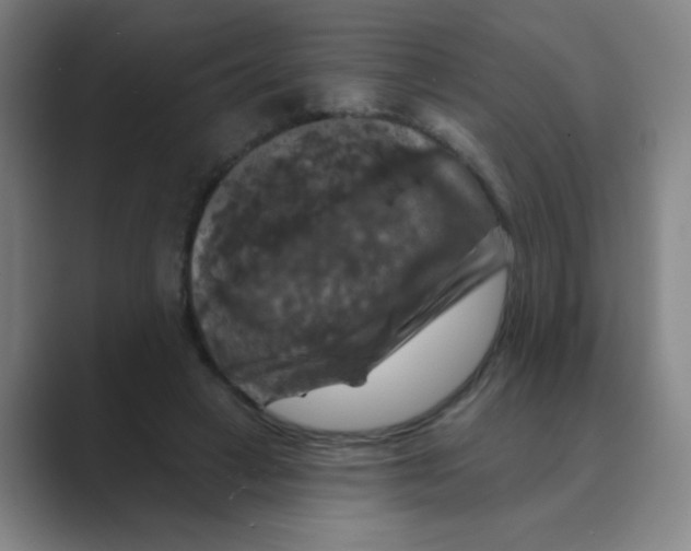 X0000088690449200706282006