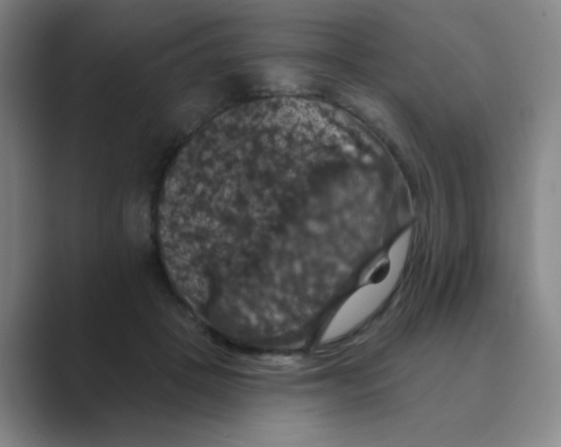 X0000088690457200706282006