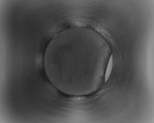 X0000088690465200706282006