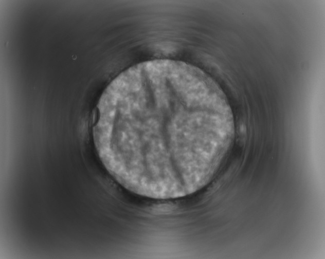 X0000088690468200706282006