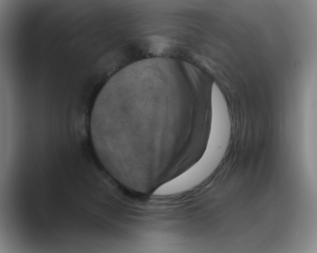 X0000088690470200706282006