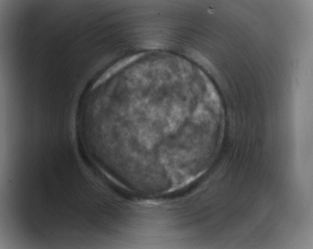 X0000088690482200706282005