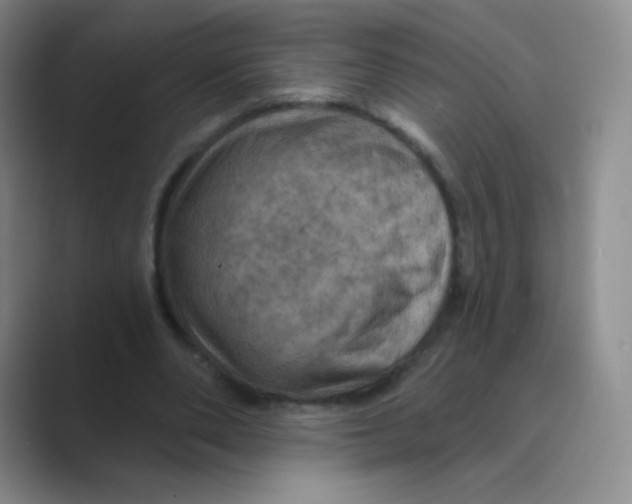 X0000088690486200706282005