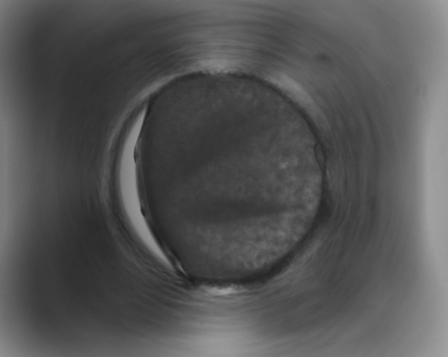 X0000088690488200706282005