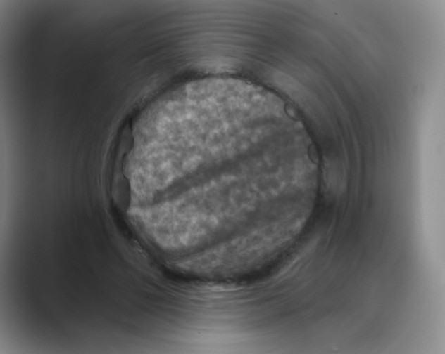 X0000088690494200706282005