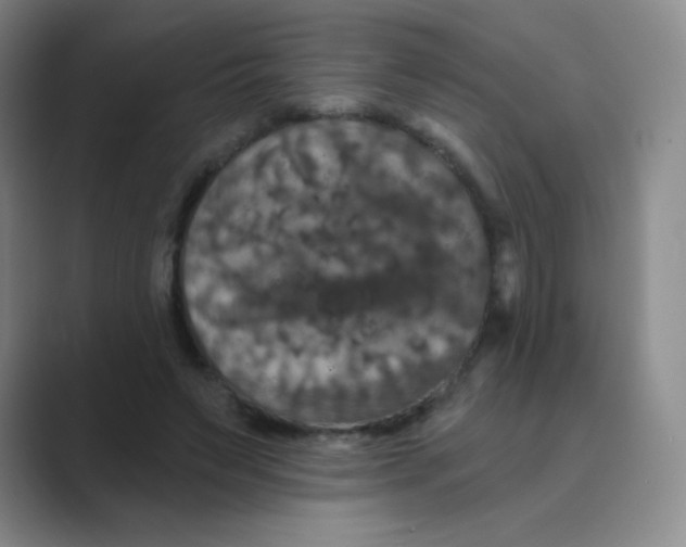 X0000088690495200706282005